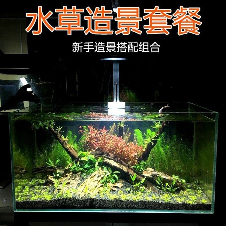 北方魚(yú)缸適合種哪些水草：北方地區(qū)適合養(yǎng)什么樣的水草