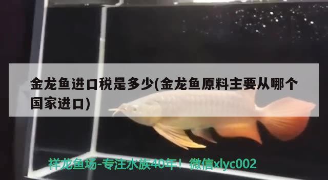 [噶哈呢]豬鼻龜秒殺清道夫