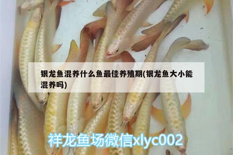 銀龍魚混養什么魚最佳養殖期(銀龍魚大小能混養嗎)