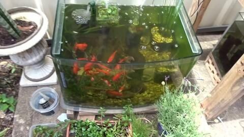 草金魚魚缸造景好還是裸缸好：草金魚魚缸造景好還是裸缸好，草缸造景的優點在于美觀性和生態平衡
