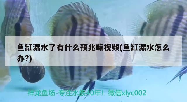 魚缸漏水了有什么預兆嘛視頻(魚缸漏水怎么辦?)