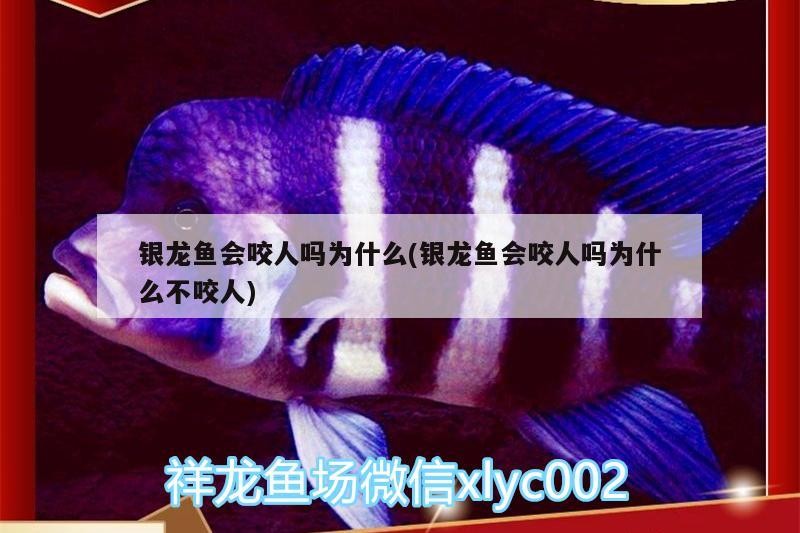 銀龍魚會咬人嗎為什么(銀龍魚會咬人嗎為什么不咬人) 銀龍魚會咬人嗎為什么(銀龍魚會咬人嗎為什么不咬人) 銀龍魚百科