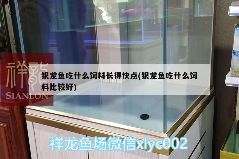 銀龍魚吃什么飼料長(zhǎng)得快點(diǎn)(銀龍魚吃什么飼料比較好)