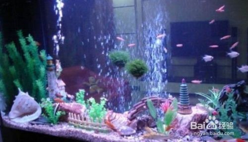 白點(diǎn)病好了后魚缸如何清理水垢：魚缸水垢清洗方法