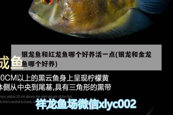 銀龍魚和紅龍魚哪個好養活一點(銀龍和金龍魚哪個好養)