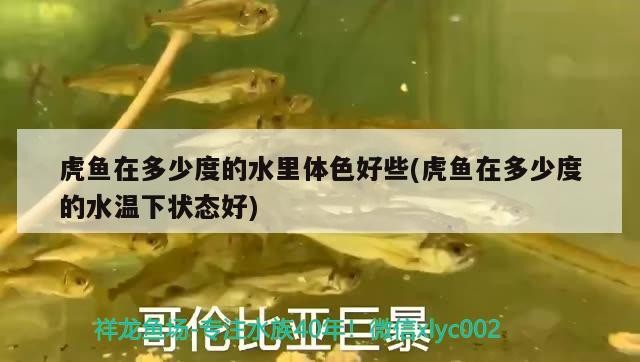 虎魚(yú)在多少度的水里體色好些(虎魚(yú)在多少度的水溫下?tīng)顟B(tài)好)