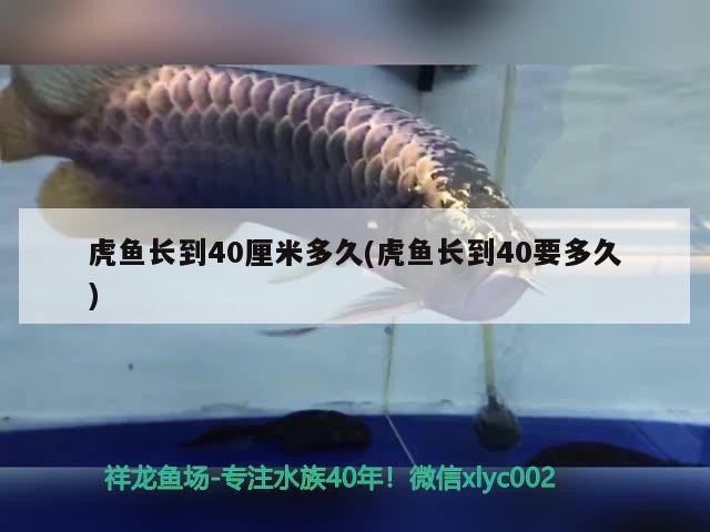 虎魚長到40厘米多久(虎魚長到40要多久)