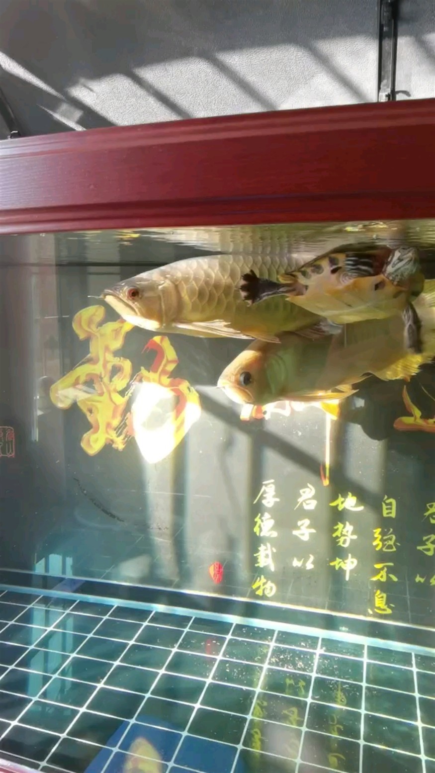 曬太陽了