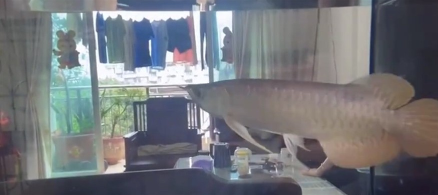 號半龍魚