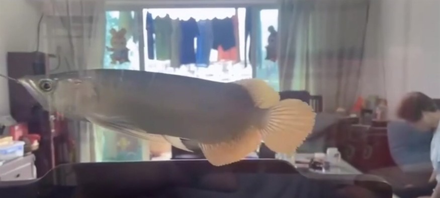 號半龍魚