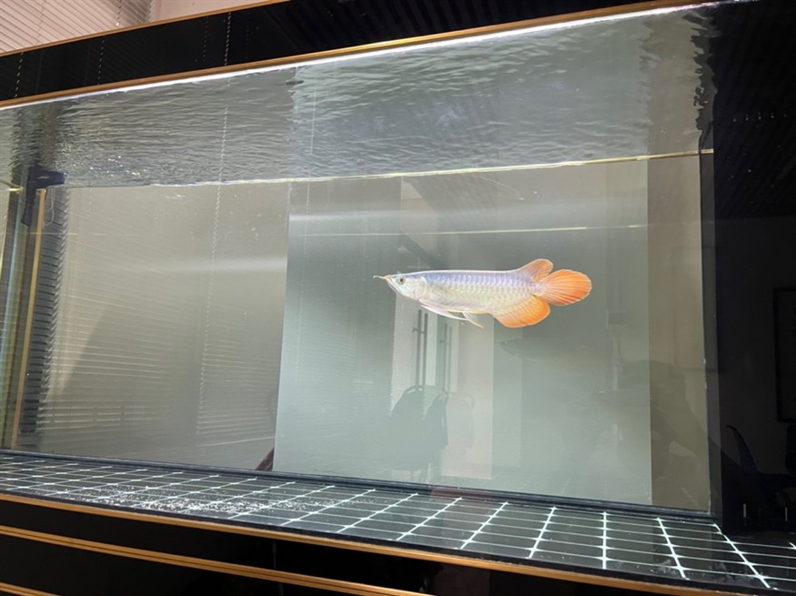 各位大佬，幫我看看這魚有發展前途嗎？謝謝大家[peifu][peifu][peifu] 各位大佬，幫我看看這魚有發展前途嗎？謝謝大家[peifu][peifu][peifu] 龍魚論壇 第2張