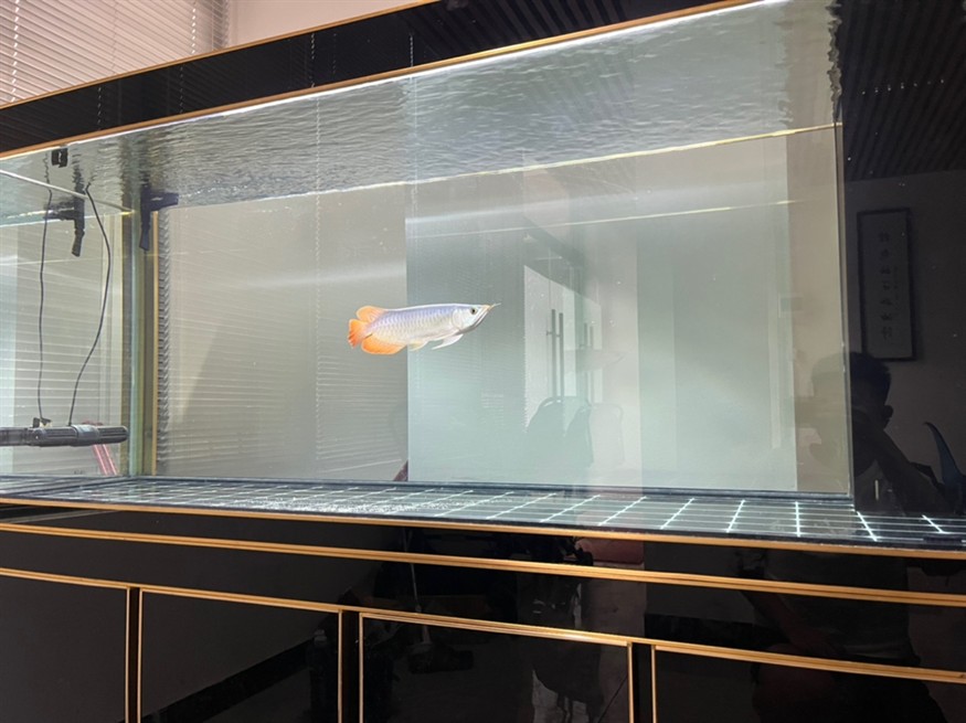 各位大佬，幫我看看這魚有發展前途嗎？謝謝大家[peifu][peifu][peifu] 各位大佬，幫我看看這魚有發展前途嗎？謝謝大家[peifu][peifu][peifu] 龍魚論壇 第1張