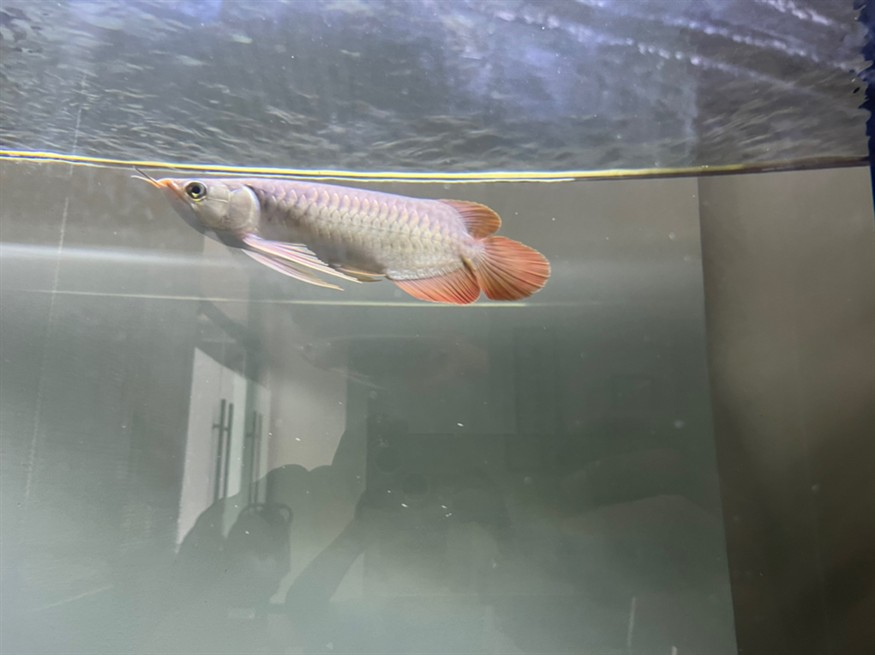 各位大佬，幫我看看這魚有發展前途嗎？謝謝大家[peifu][peifu][peifu] 各位大佬，幫我看看這魚有發展前途嗎？謝謝大家[peifu][peifu][peifu] 龍魚論壇 第4張
