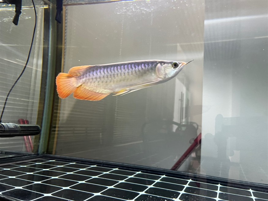 各位大佬，幫我看看這魚有發展前途嗎？謝謝大家[peifu][peifu][peifu] 各位大佬，幫我看看這魚有發展前途嗎？謝謝大家[peifu][peifu][peifu] 龍魚論壇 第5張