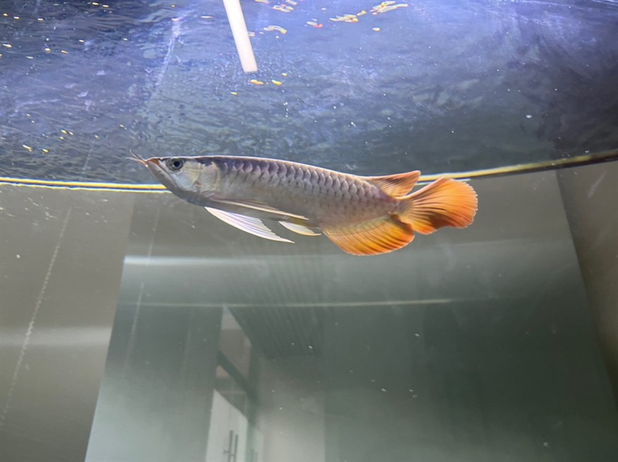 各位大佬，幫我看看這魚有發展前途嗎？謝謝大家[peifu][peifu][peifu] 各位大佬，幫我看看這魚有發展前途嗎？謝謝大家[peifu][peifu][peifu] 龍魚論壇 第6張