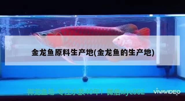 世界最貴紅龍魚多少錢（世界最貴紅龍魚多少錢一條）