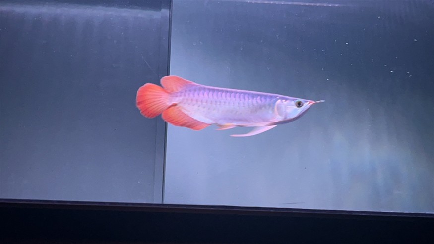 各位大佬，幫我看看這魚有發展前途嗎？謝謝大家[peifu][peifu][peifu] 各位大佬，幫我看看這魚有發展前途嗎？謝謝大家[peifu][peifu][peifu] 龍魚論壇 第7張