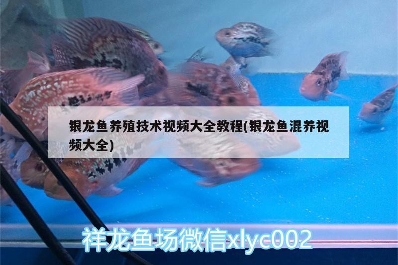 銀龍魚養(yǎng)殖技術(shù)視頻大全教程(銀龍魚混養(yǎng)視頻大全)