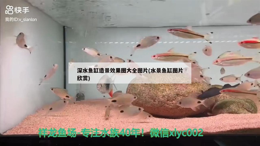 深水魚缸造景效果圖大全圖片(水景魚缸圖片欣賞)