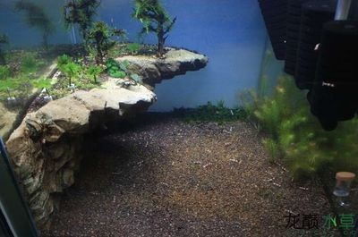 創意造景魚缸設計：魚缸造景的種類與選擇
