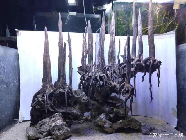 創意造景魚缸設計：魚缸造景的種類與選擇