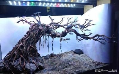 創意造景魚缸設計：魚缸造景的種類與選擇