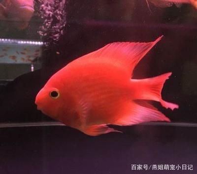超市魚缸水溫多少度合適養魚苗：超市養殖淡水魚的注意事項超市養殖淡水魚的注意事項