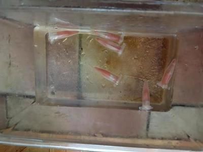 超市魚缸水溫多少度合適養魚苗：超市養殖淡水魚的注意事項超市養殖淡水魚的注意事項