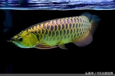 龍魚的飼料配方比例圖表大全