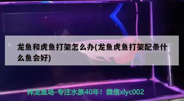 龍魚和虎魚打架怎么辦(龍魚虎魚打架配條什么魚會好)