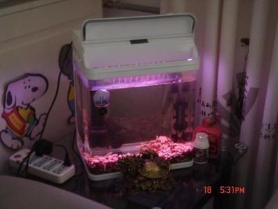 大魚缸加熱棒費電嗎：大魚缸加熱棒的保溫材料的選擇與應(yīng)用與應(yīng)用除了加熱棒 大魚缸加熱棒費電嗎：大魚缸加熱棒的保溫材料的選擇與應(yīng)用與應(yīng)用除了加熱棒 魚缸百科 第4張
