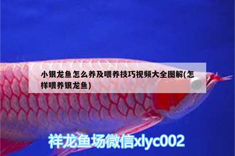 小銀龍魚怎么養及喂養技巧視頻大全圖解(怎樣喂養銀龍魚)