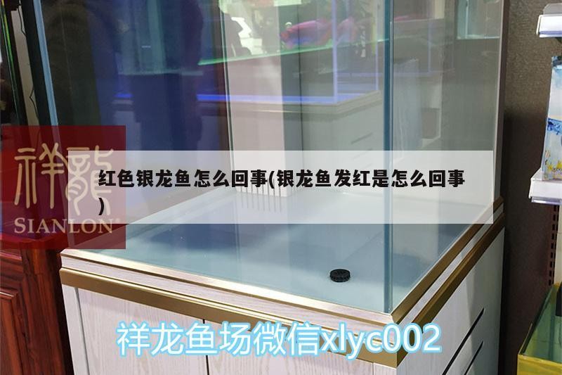 紅色銀龍魚怎么回事(銀龍魚發紅是怎么回事)