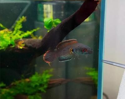 龍魚(yú)鳳魚(yú)虎魚(yú)豬鼻龜（龍魚(yú)虎魚(yú)飛鳳豬鼻龜）