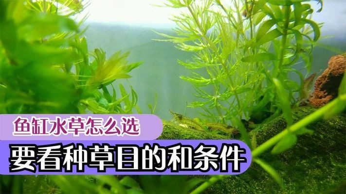 大魚缸水草選擇哪種好用：水榕和皇冠草的養護方法