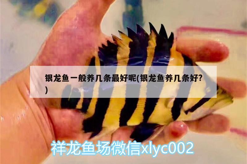 銀龍魚一般養(yǎng)幾條最好呢(銀龍魚養(yǎng)幾條好?)