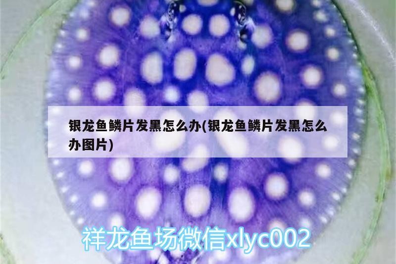 銀龍魚鱗片發黑怎么辦(銀龍魚鱗片發黑怎么辦圖片)