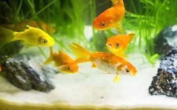 原平市原平日生水族商店（原平水產店）