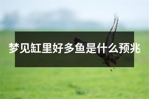 印尼辣椒紅龍魚價(jià)格（印尼辣椒紅龍魚價(jià)格多少）