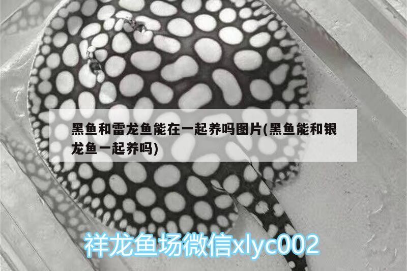 黑魚和雷龍魚能在一起養嗎圖片(黑魚能和銀龍魚一起養嗎)