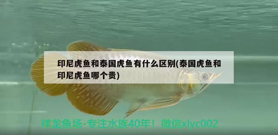 印尼虎魚和泰國虎魚有什么區別(泰國虎魚和印尼虎魚哪個貴)