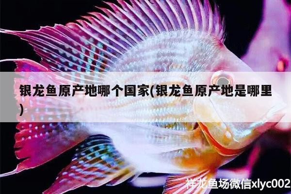 銀龍魚原產地哪個國家(銀龍魚原產地是哪里)
