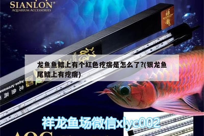 龍魚魚鰭上有個紅色疙瘩是怎么了?(銀龍魚尾鰭上有疙瘩)