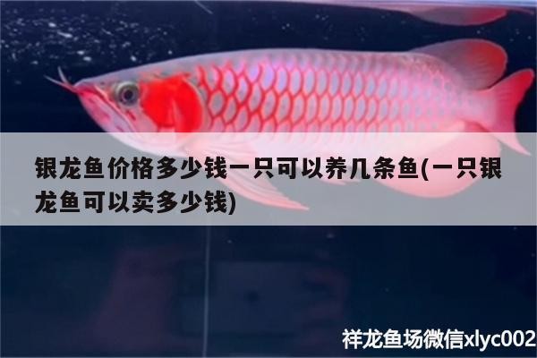 銀龍魚價格多少錢一只可以養(yǎng)幾條魚(一只銀龍魚可以賣多少錢)