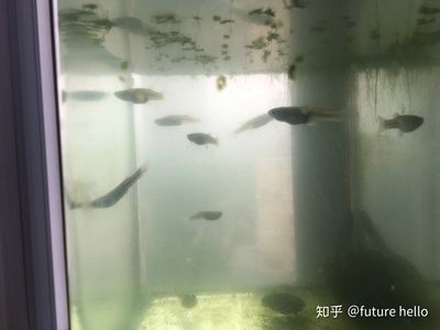 鳊魚放魚缸里能養(yǎng)活么：鳊魚可以在魚缸中養(yǎng)活嗎？
