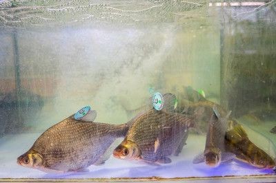 鳊魚放魚缸里能養(yǎng)活么：鳊魚可以在魚缸中養(yǎng)活嗎？
