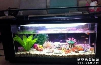 鳊魚放魚缸里能養(yǎng)活么：鳊魚可以在魚缸中養(yǎng)活嗎？