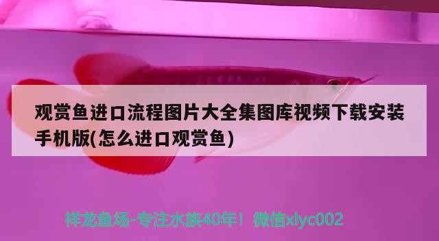 豬鼻龜背夾脫皮？