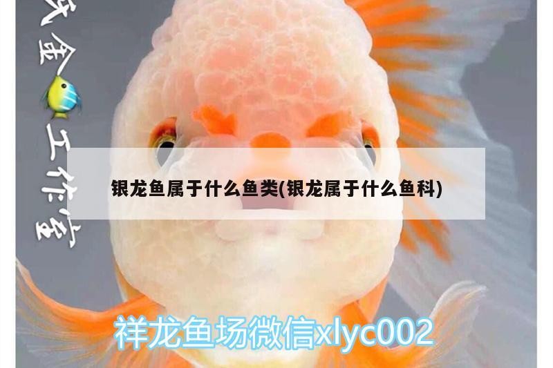 銀龍魚屬于什么魚類(銀龍屬于什么魚科)