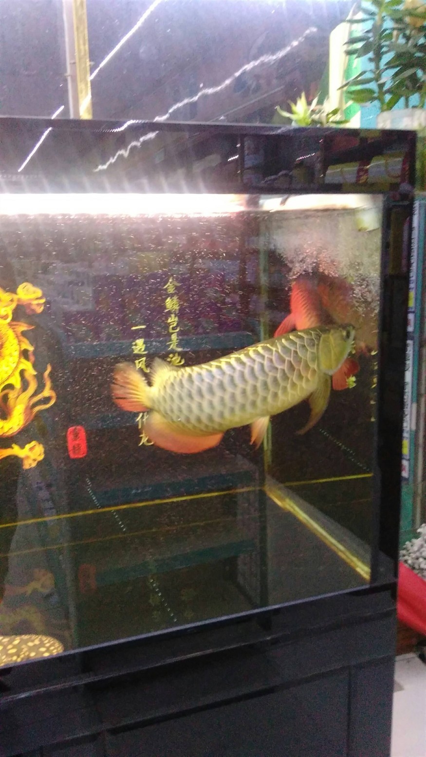 廣州水族館年年有魚